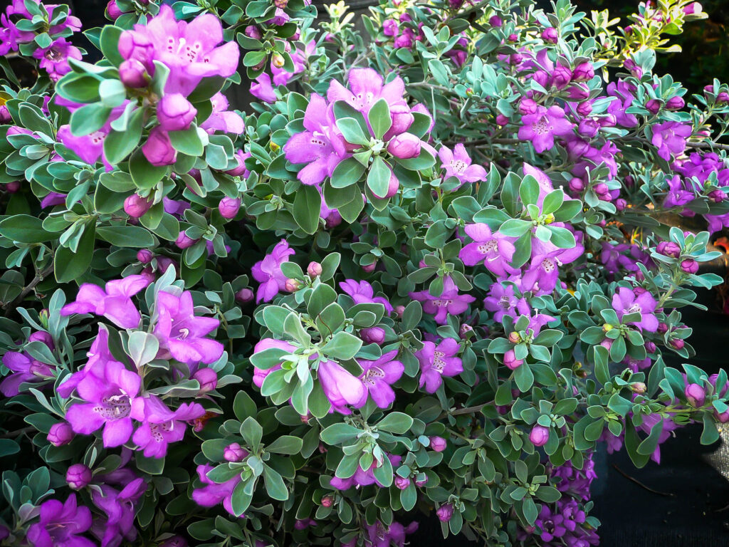 desperado texas sage 1