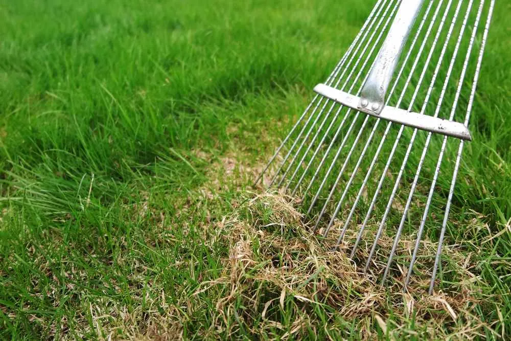 dethatching