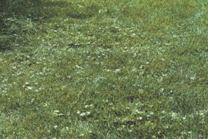 Early stages of lawn weeds
