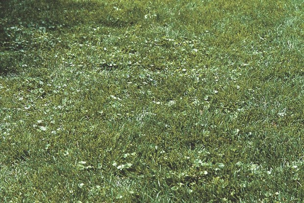 early stages of lawn weeds 0918 620x413 1