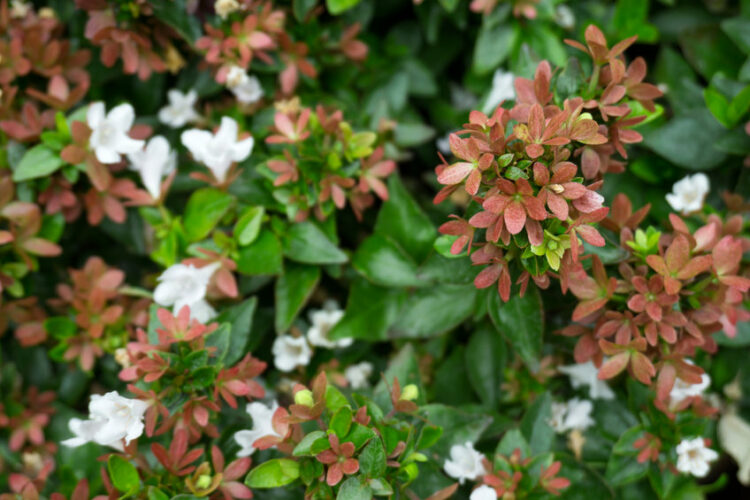glossy abelia e1671198675862