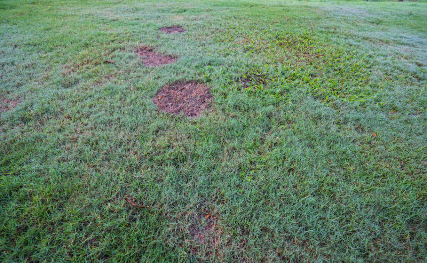 green grass with large brown patches 846x522 1