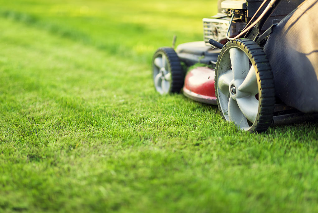 how often should you mow your lawn