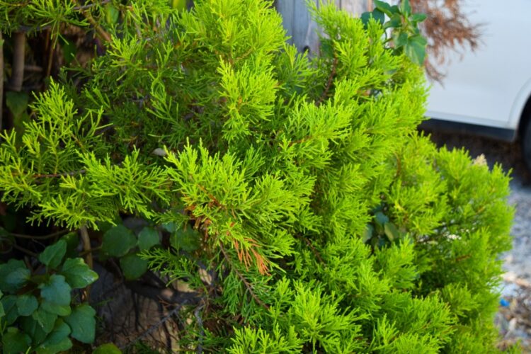 juniper bush e1671199600615