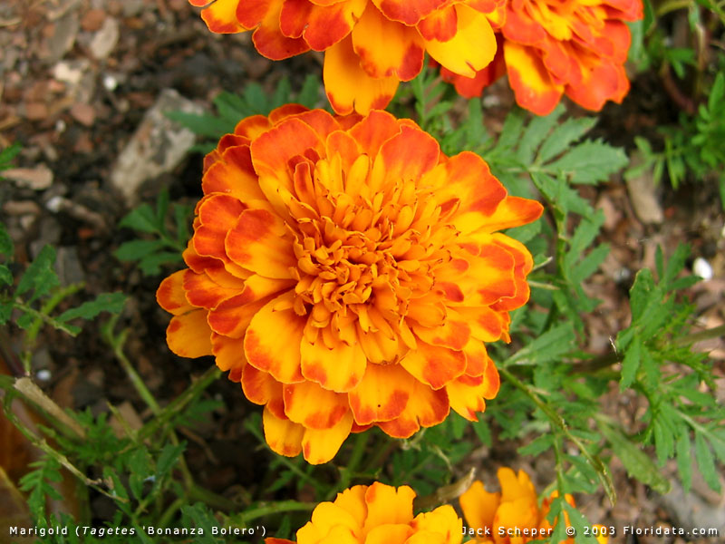 marigold bonanzabolero800