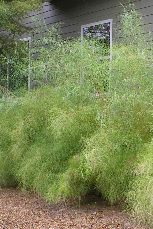 muhlenbergia dumosa bamboo muhly grass 3