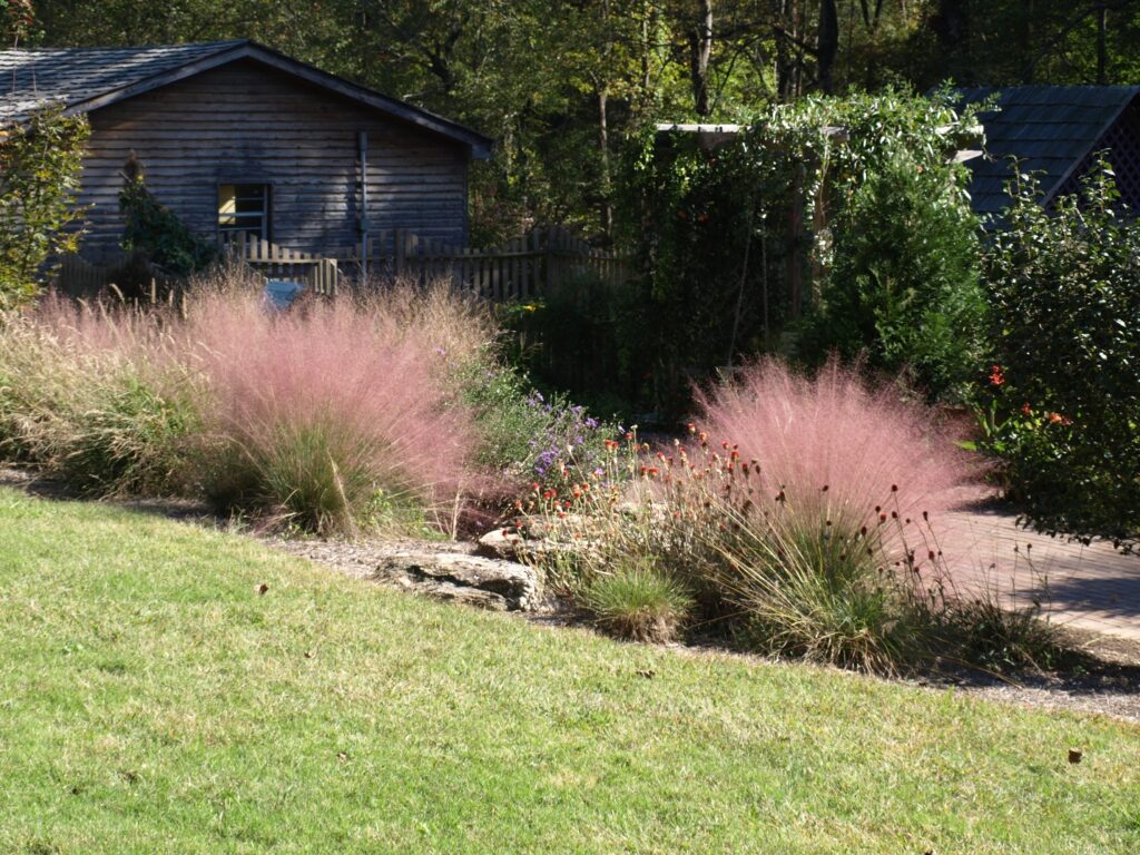 muhly grass muhlenbergia capillaris which grows