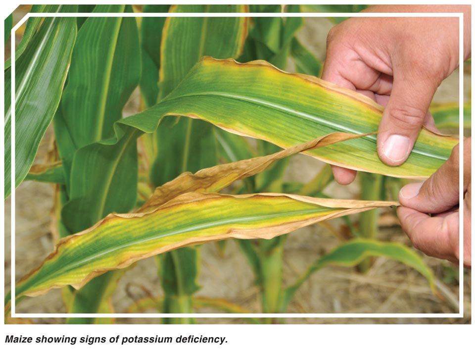 nutrient deficiency maize2016 03 03