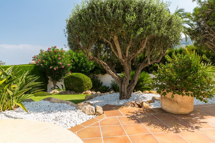 olive tree in garden shutterstock com 17517