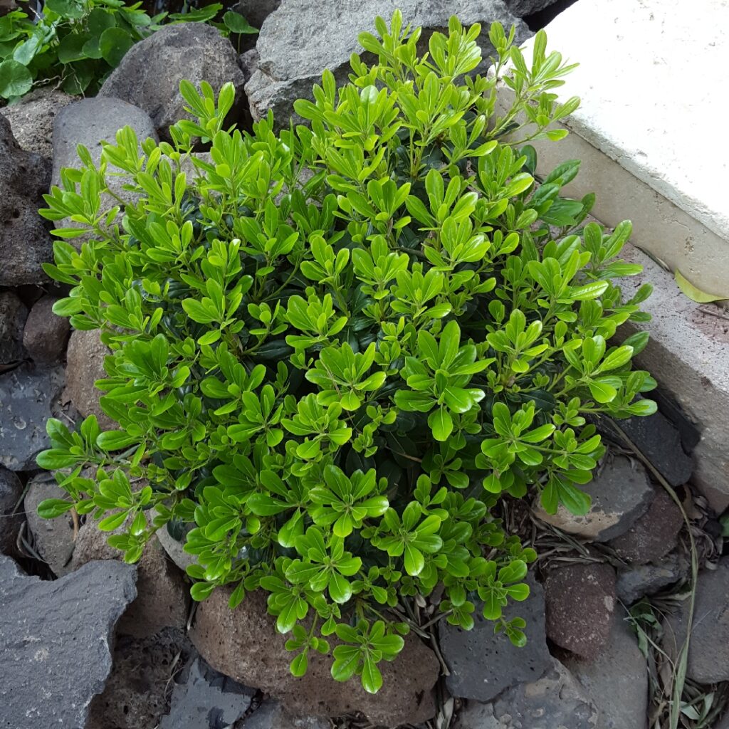 pittosporum tobira wheelers dwarf