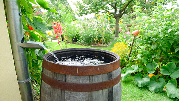 rainbarrel