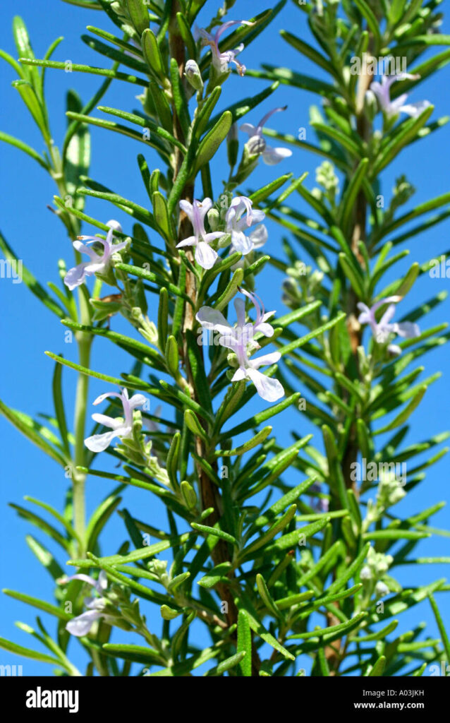 rosemary rosmarinus officinalis a03jkh