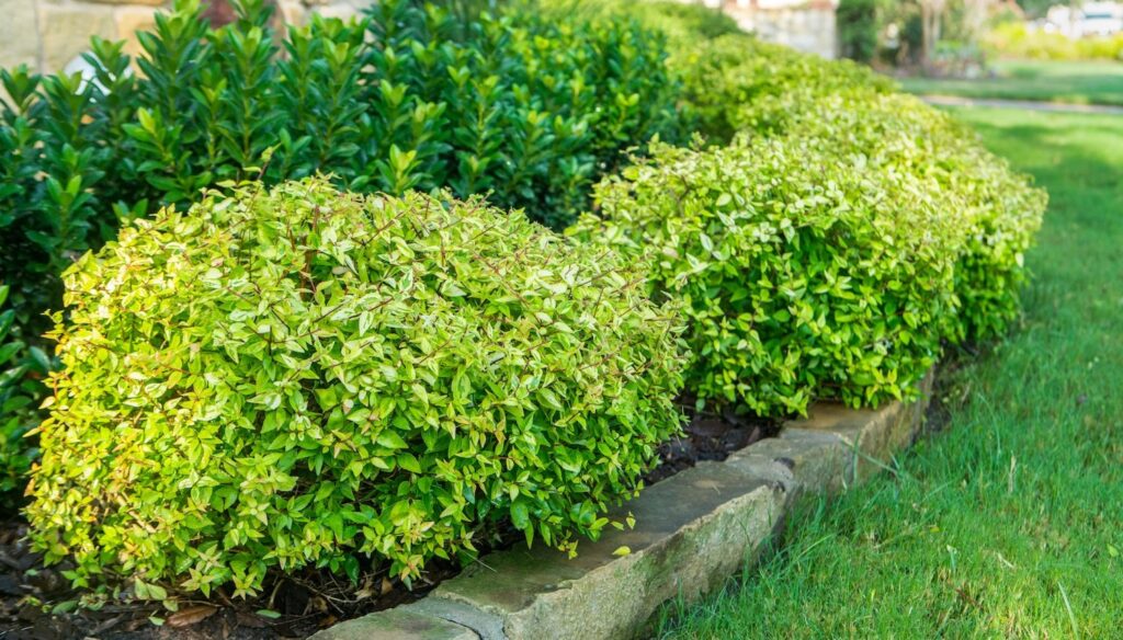 shrubs bushes mulch