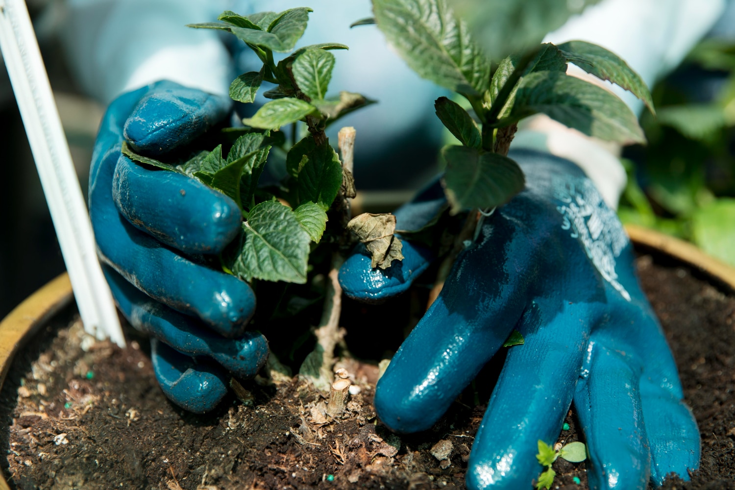 sl14 soil care