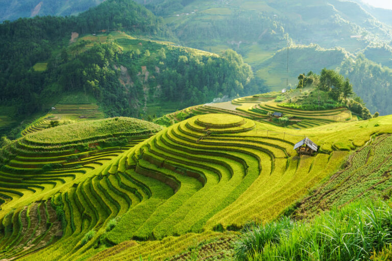terrace farming