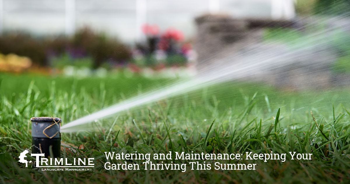 trimline watering and maintenance keeping your garden thriving this summer