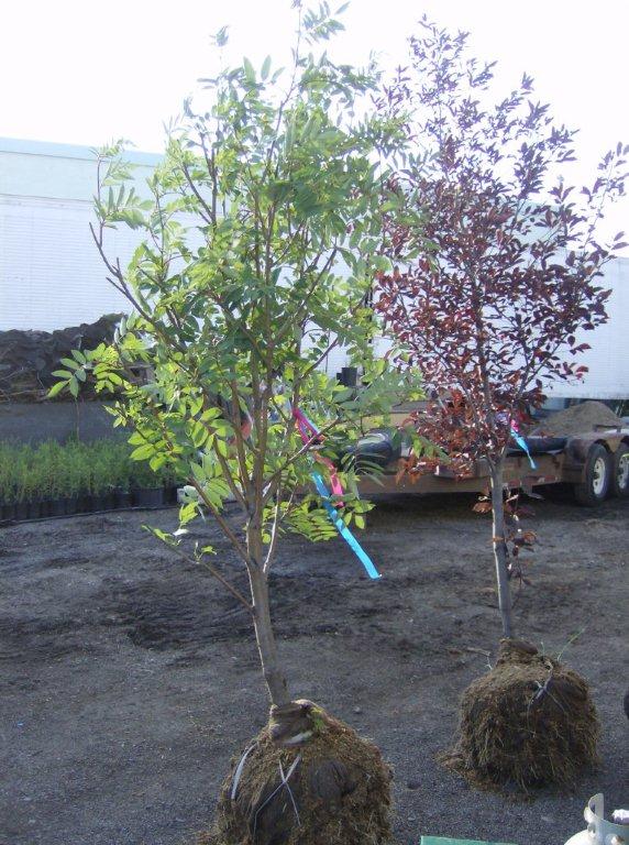 two growbag trees