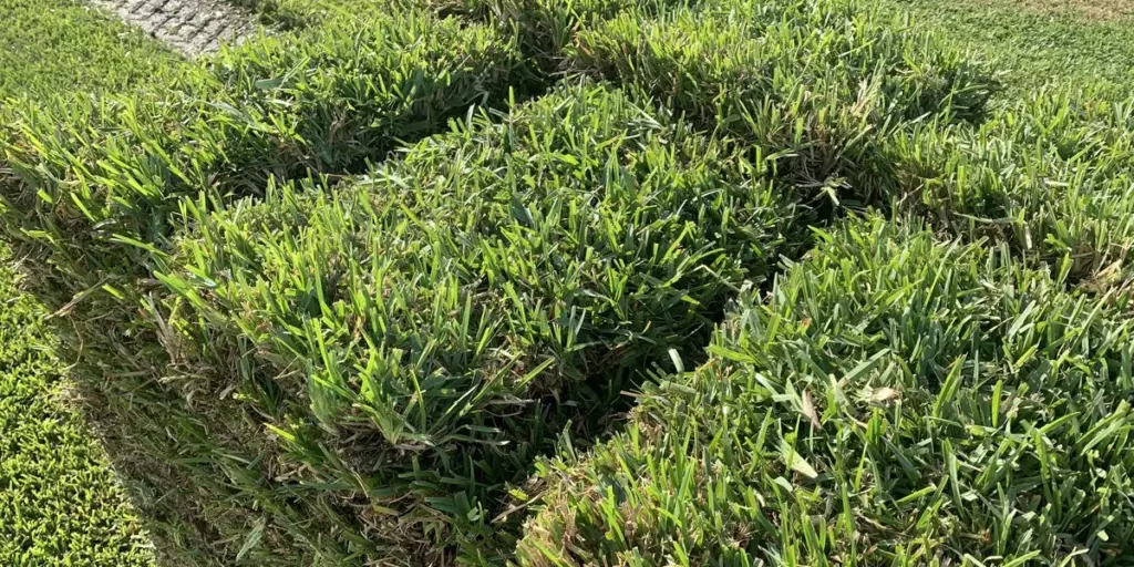 types of grass in texas