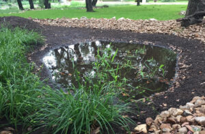 Creating a Rain Garden in a Texas Backyard: A Step-by-Step Guide
