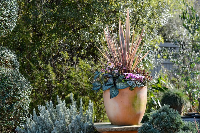 2048x1365 plants for pots seo bobpurnellji260219instantwinterpots040 c0e2272