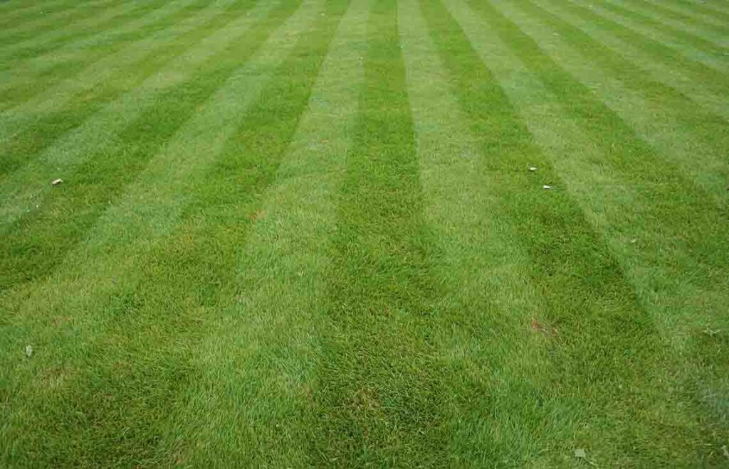 65ccd5c4160a8c91618af64b perfect lawn stripes