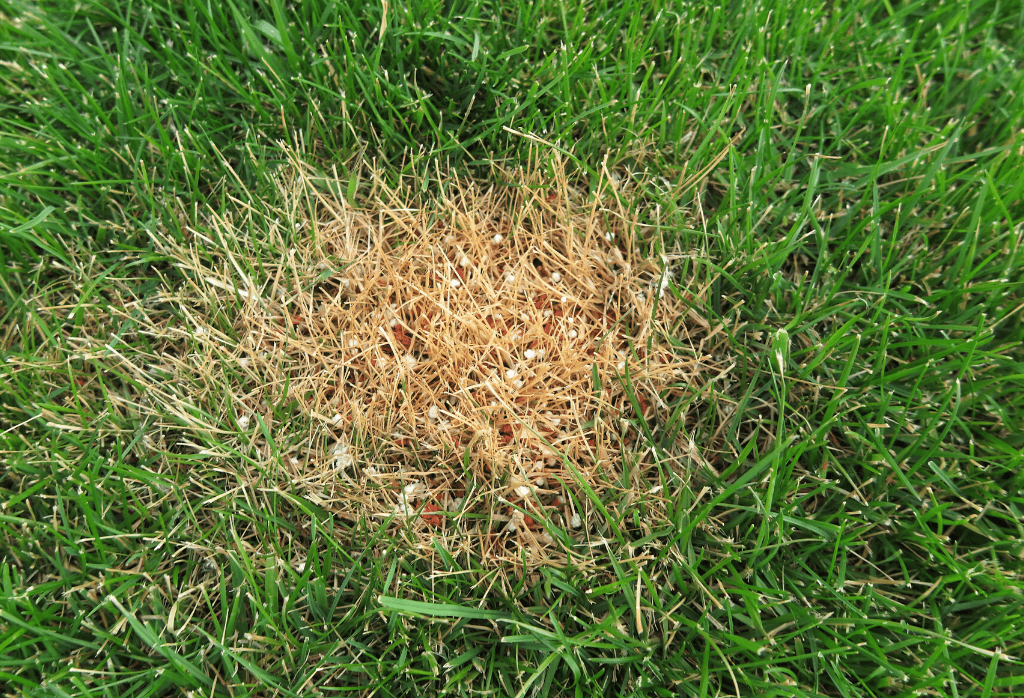 how to repair lawn fertilizer burn