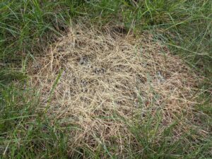 over fertilized burnt lawn 3