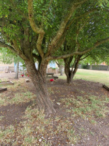 the trees in summer in full leaf before pruning