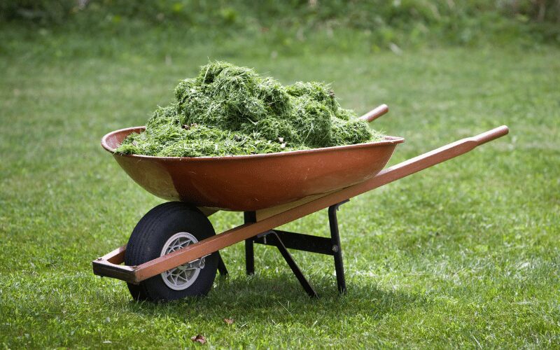 grass clippings 1