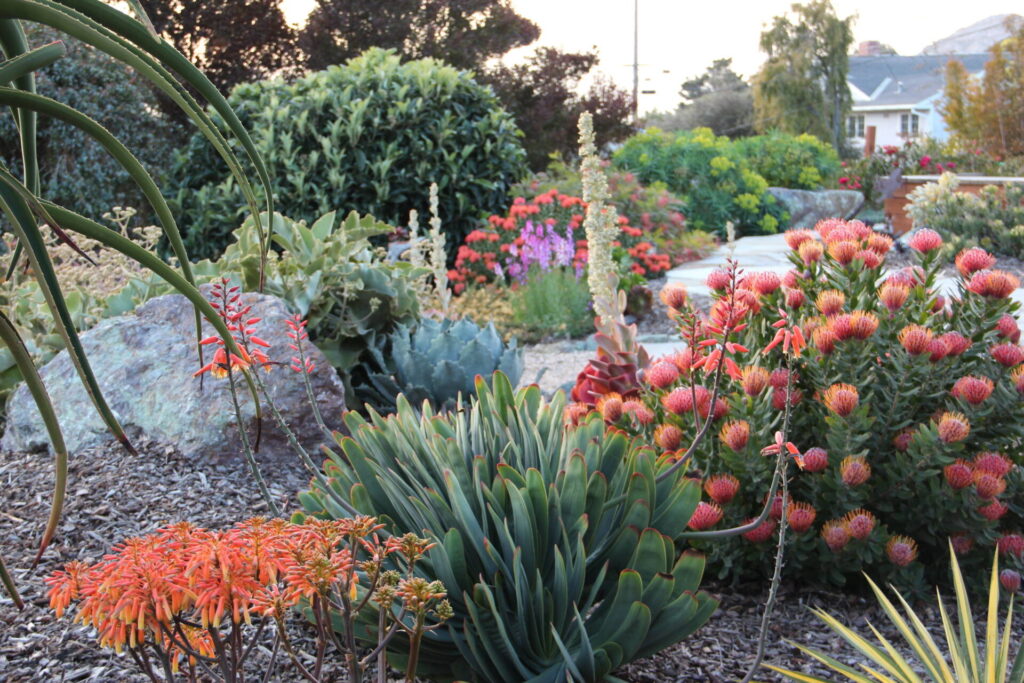morro bay mediterranean garden at dusk gardens by gabriel inc img45b134920f8da1bd 14 7398 1 fa7eb44