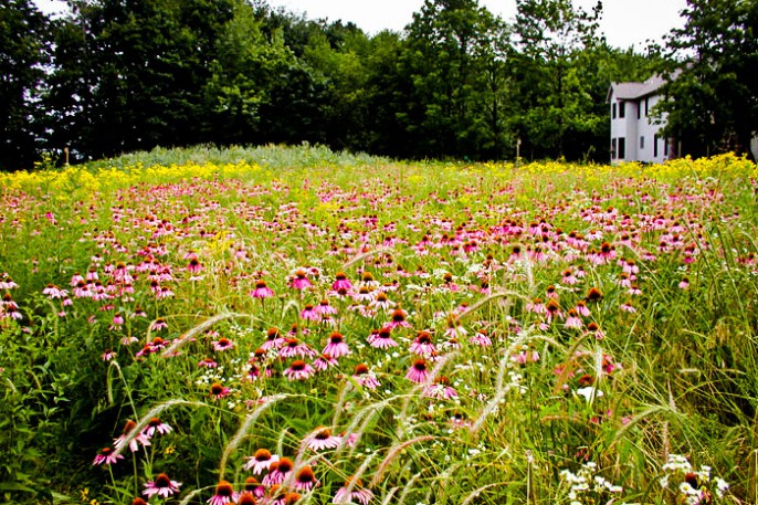 native meadow campbell landscape 686x457 1