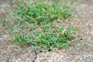 what does crabgrass look like 2132208 hero 3f48e506166b4c539ebdbd3437709929