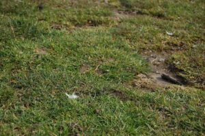 Thinning grass