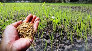 best time suitable ways to plant grass seed in texas min