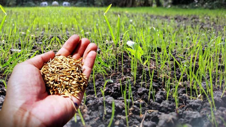 best time suitable ways to plant grass seed in texas min