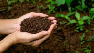 compost lawn care