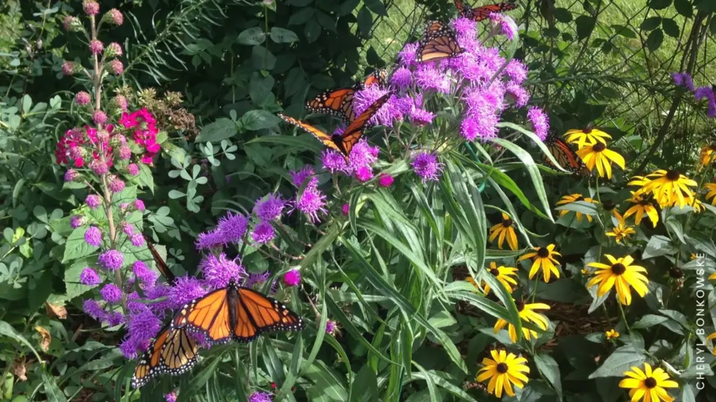featured photos butterfly garden blog 2