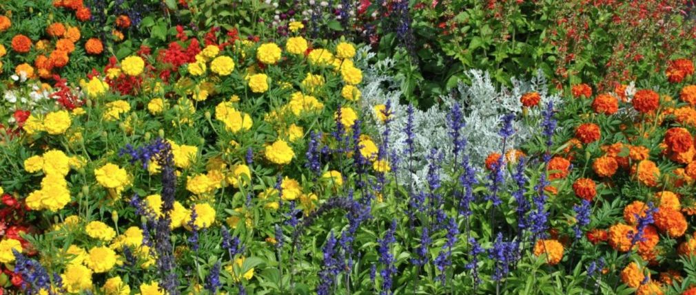 full garden meadow cover e1537819017326