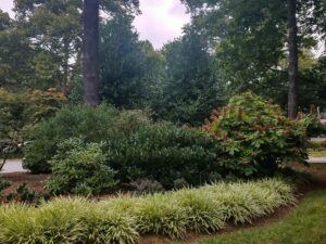 hgic landscape evergreen screen rm 1