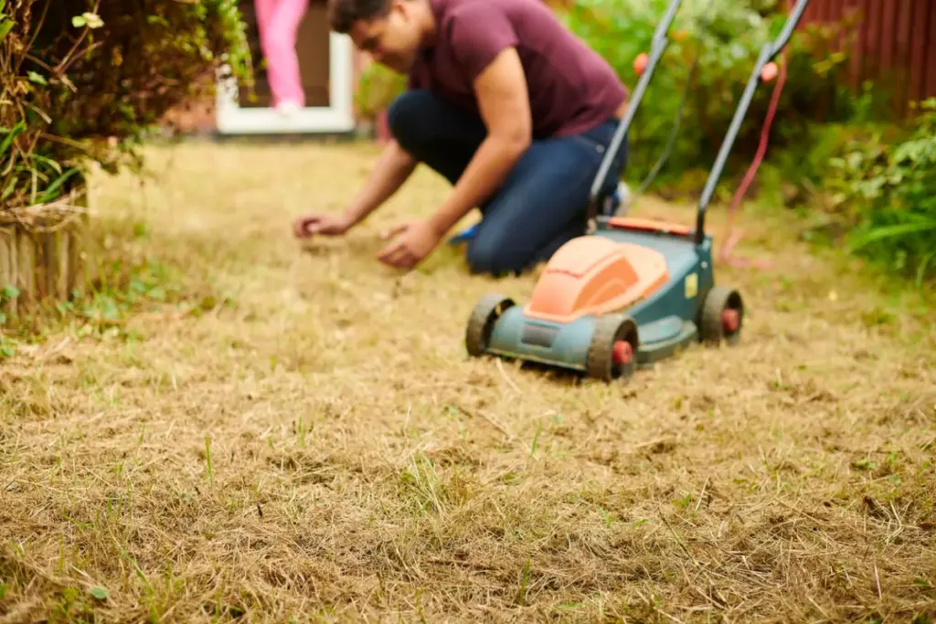 heat stressed lawn