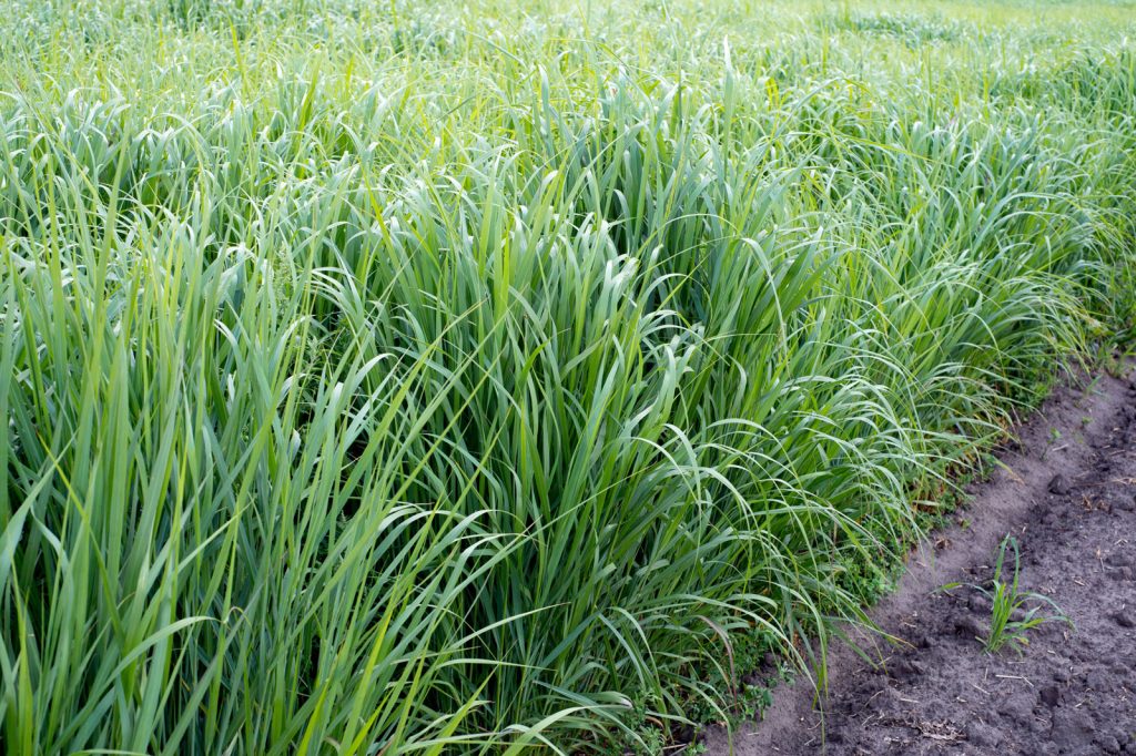 how to transition from cool season to warm season grasses 1024x682 1