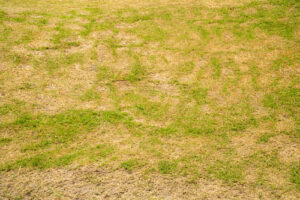 What to Do If Your Lawn Is Thinning After Fertilizing