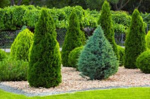 shrubs low maintenance shrubhub blog