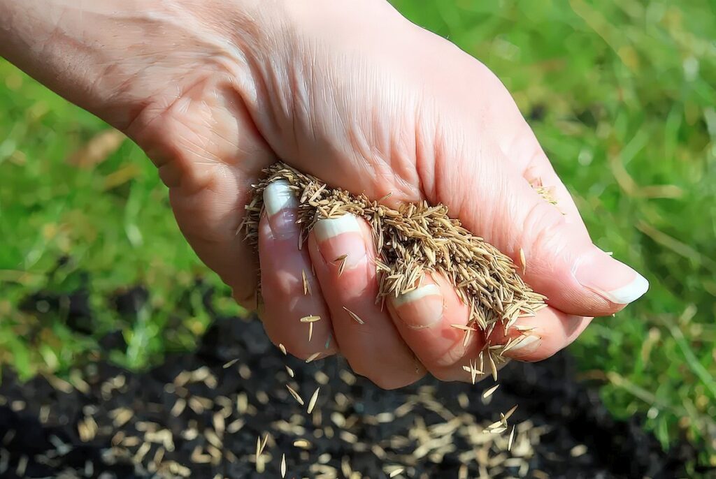 when to plant cool season grass seed