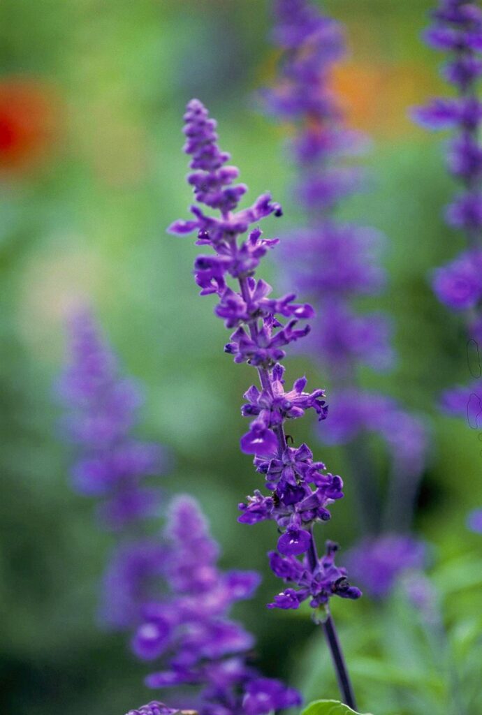 blue salvia farinacea flower 5ae768d5 b67a32bbff9943f4acb14cb3e4766aa7