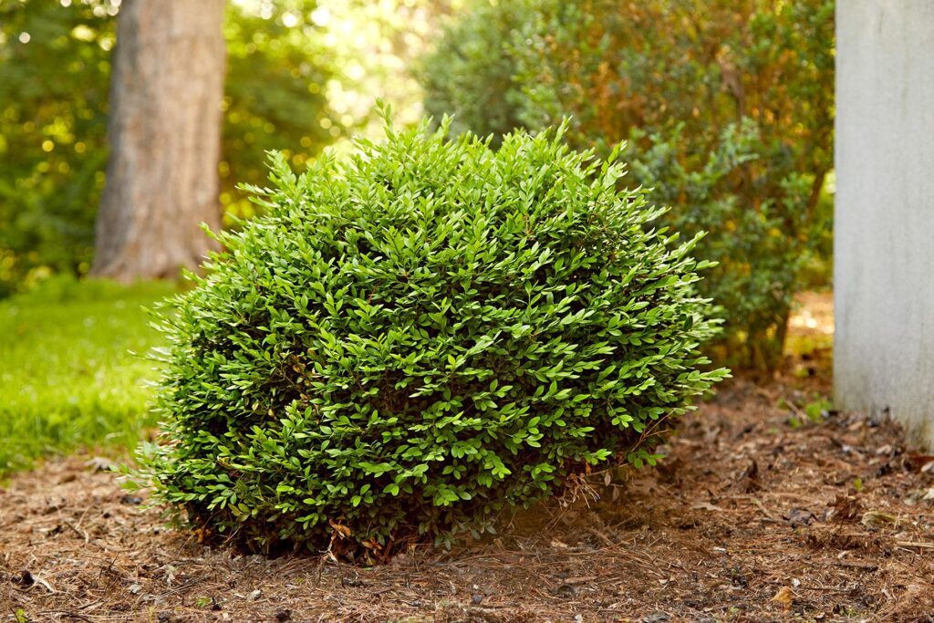 boxwood bush before pruning 9db5e812 86ef0f18f8ed4c87967053743ebc9da8
