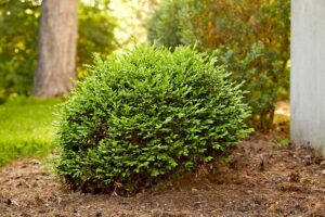 Boxwood bush before pruning