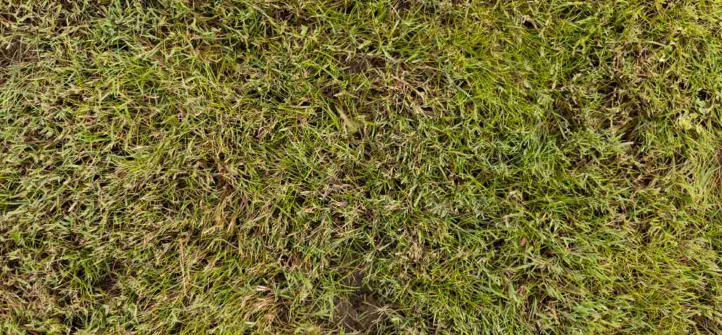 can you prevent urine spots on grass