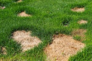 Damaged lawn dead spots