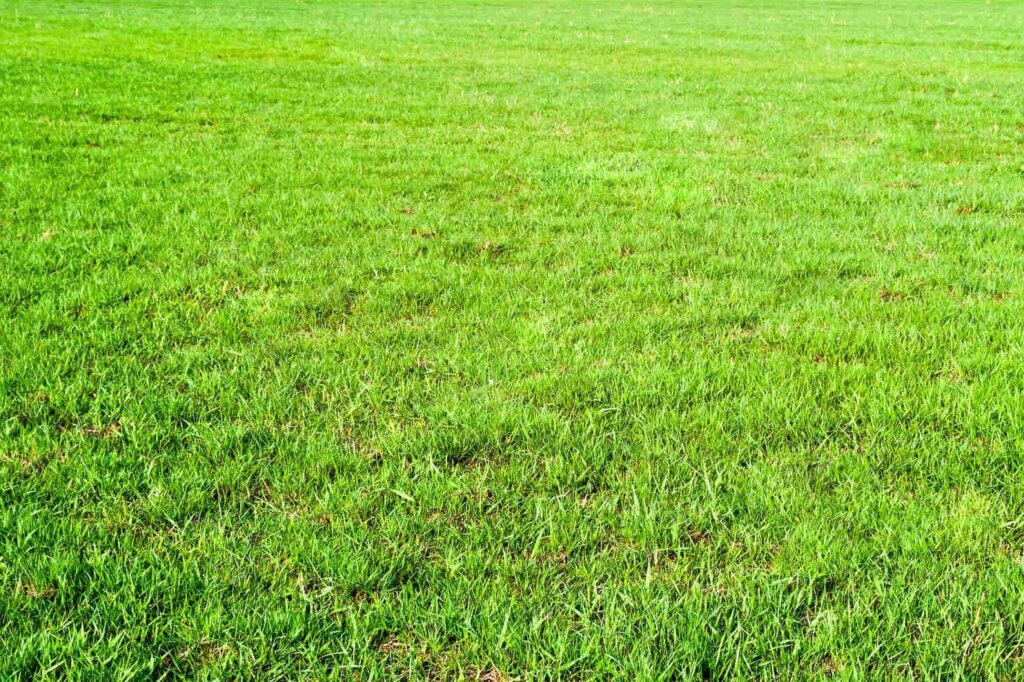 grass to mix with centipede